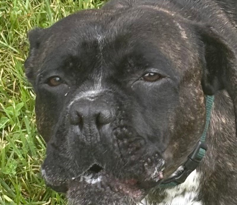 Learn More About Bam Bam Bam Bam - Dog