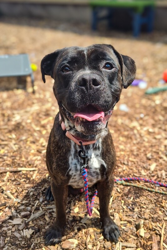 Learn More About Bam Bam Bam Bam - Dog
