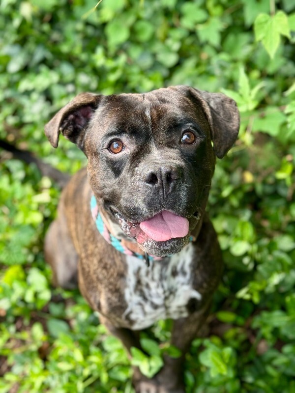 Learn More About Bam Bam Bam Bam - Dog