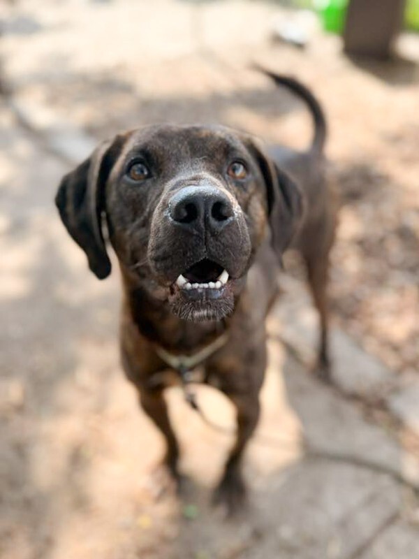 Learn More About Ringo Ringo - Dog