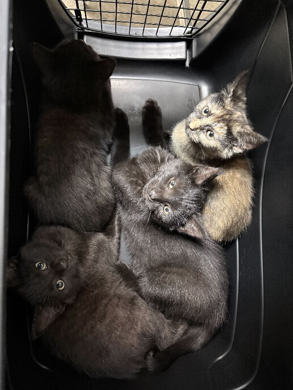 View Jam the Cat Photo #2
