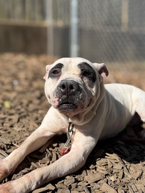 Learn More About Eve Eve - Dog