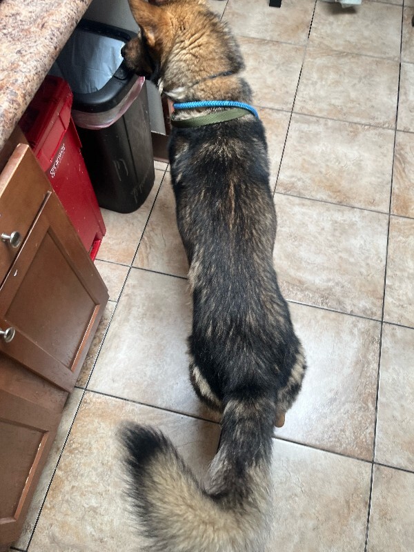 View Shep the Dog Photo #2
