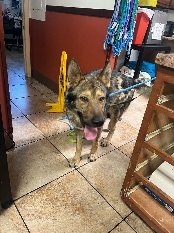 View Shep the Dog Photo #3