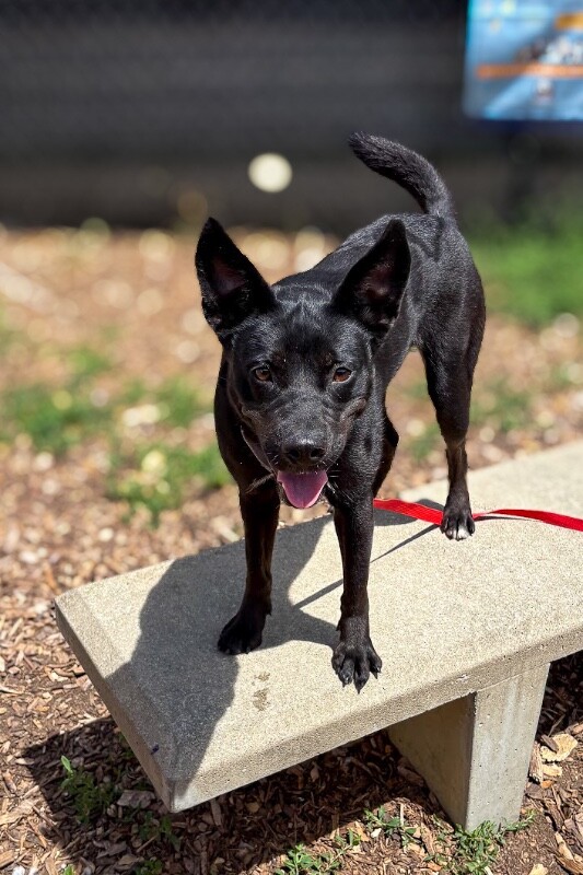 Learn More About Merelo Merelo - Dog