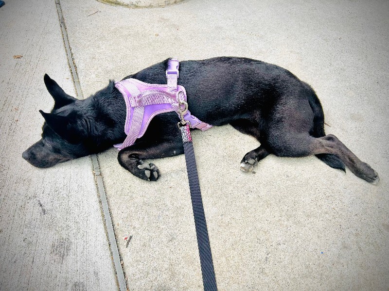 View Merelo the Dog Photo #8