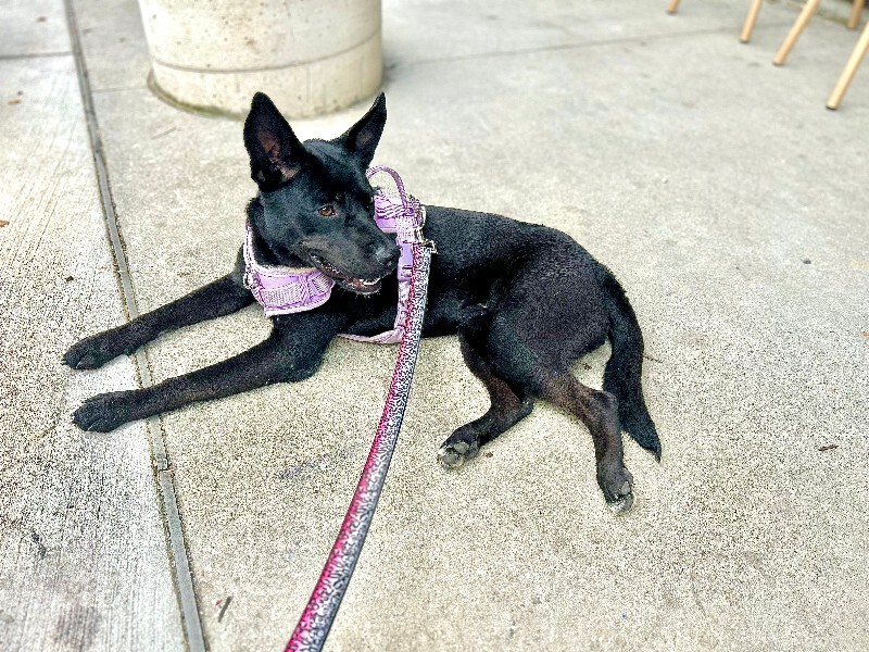 View Merelo the Dog Photo #10