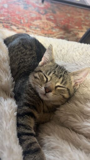 Learn More About Puddle Puddle - Cat