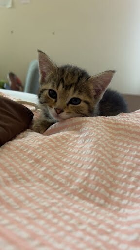 Learn More About Soap Soap - Cat