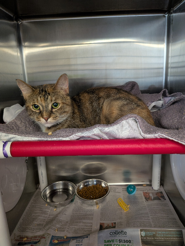 Chrissy - Cat