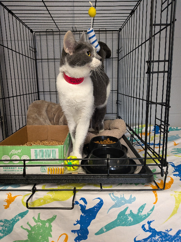 View Falcon the Cat Photo #4