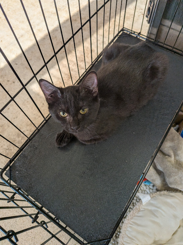 Plucky - Cat