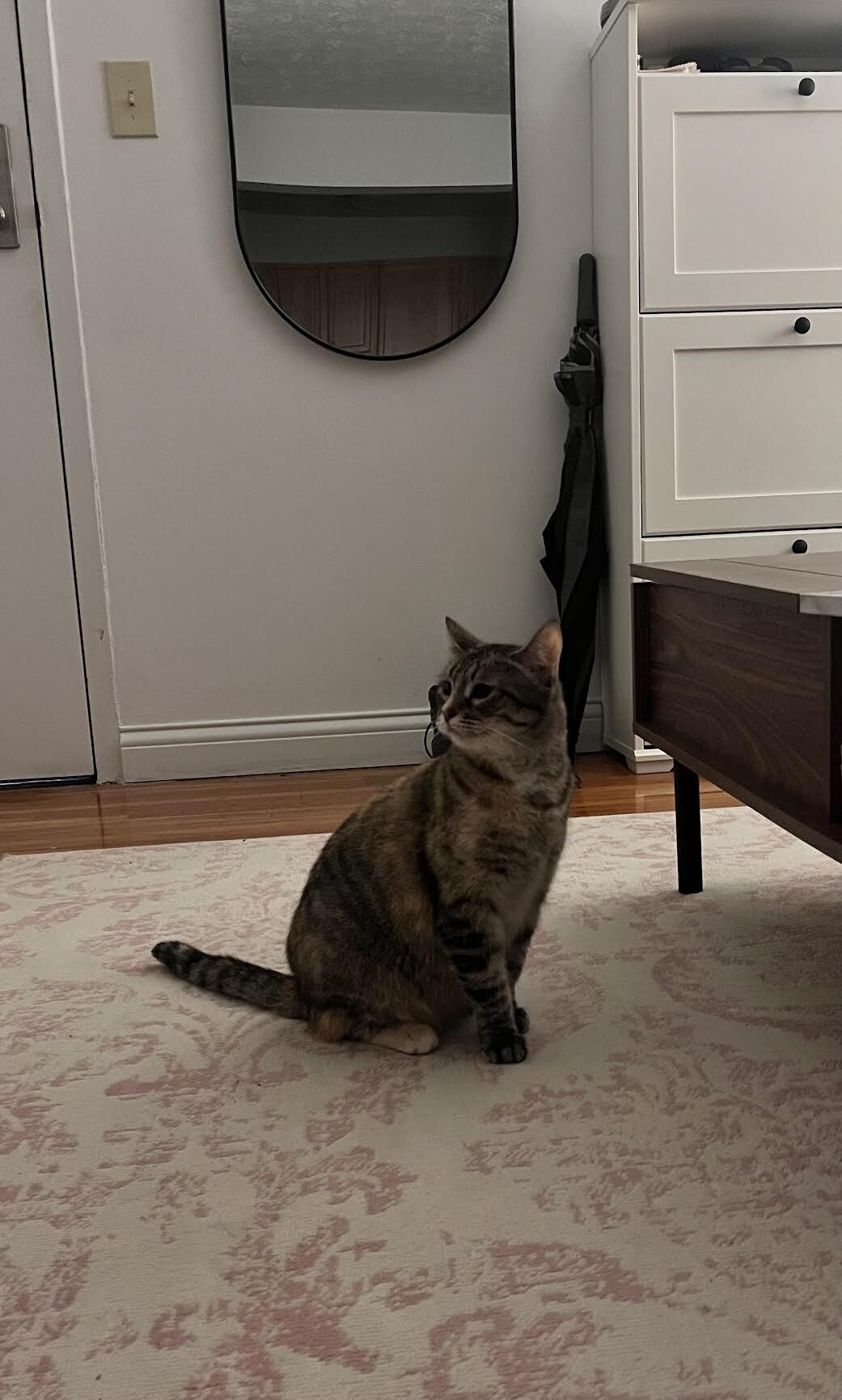 Barbara - Cat