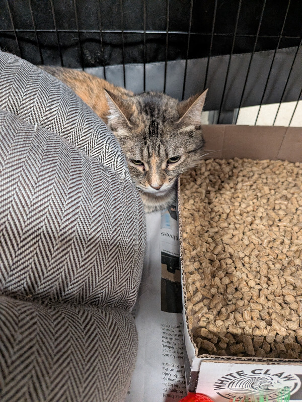 Barbara - Cat