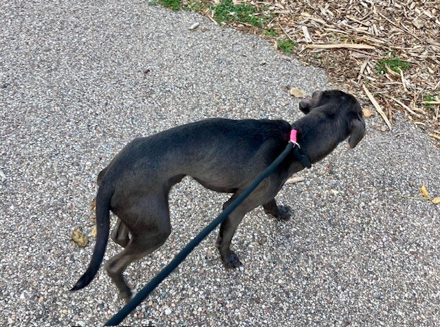 View Anson the Dog Photo #2