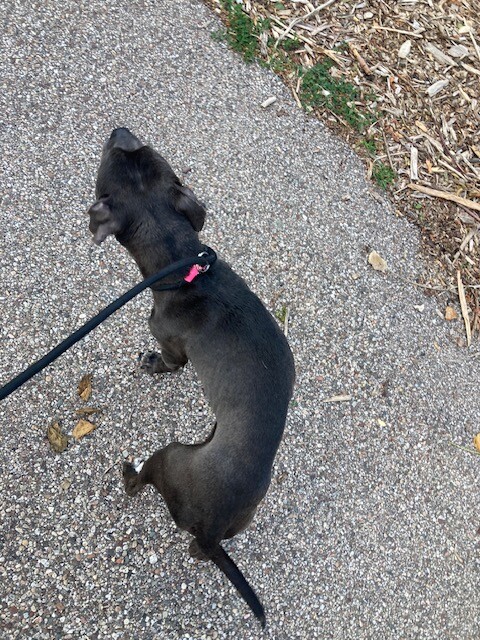 View Anson the Dog Photo #3