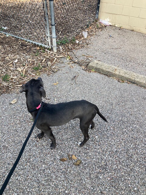 View Anson the Dog Photo #4