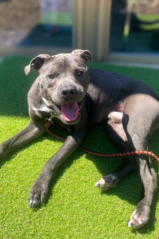 Learn More About Anson Anson - Dog