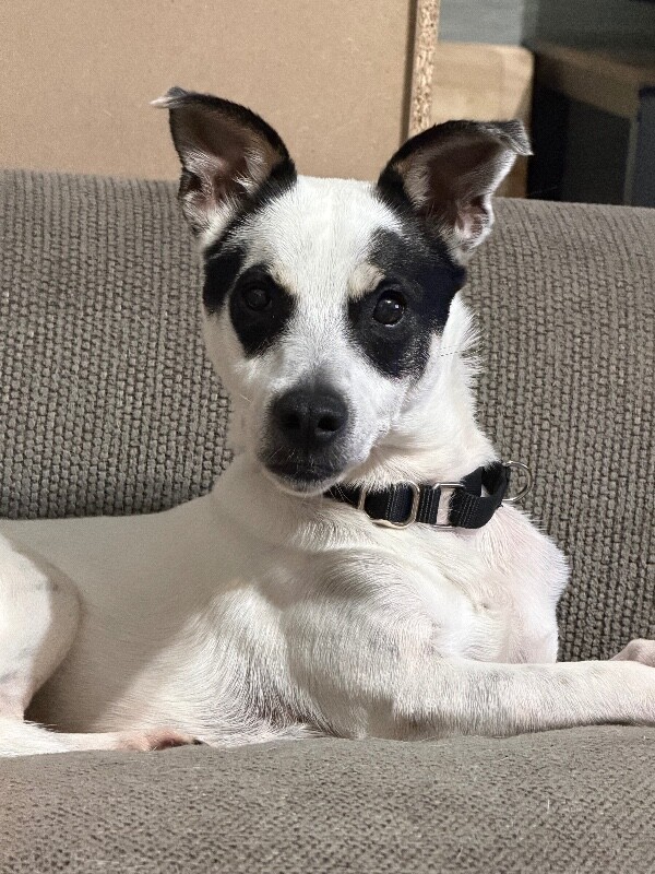 Learn More About Charlie Charlie - Dog
