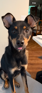 Simmonds - Dog