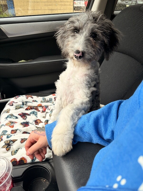 Layla - Dog
