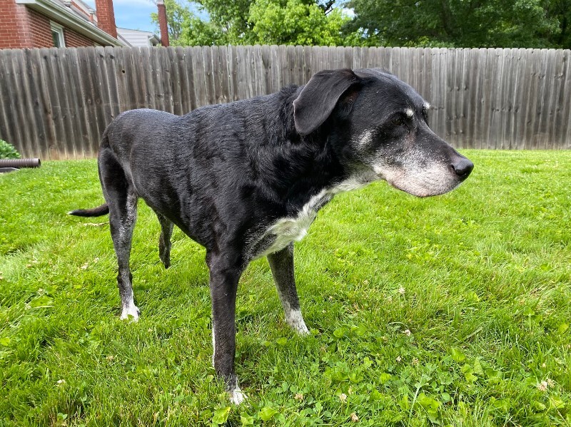 View Ethel Cain the Dog Photo #9