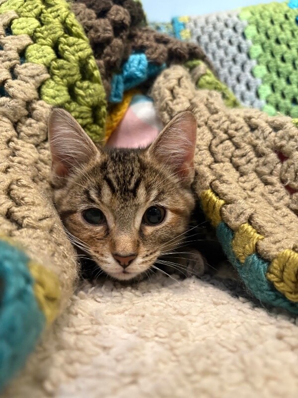 Roxie - Cat