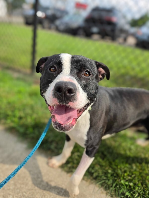 Help Rehome This Dog Pepe