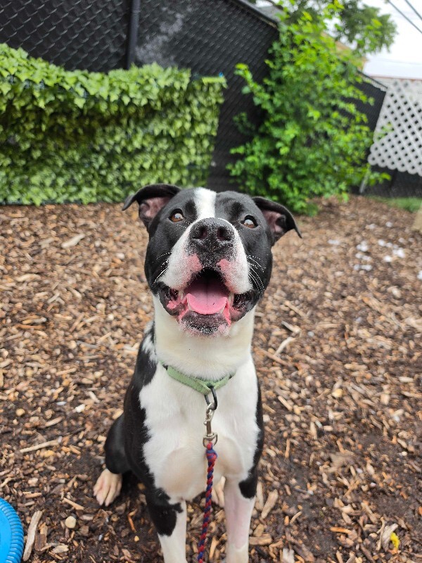 View Pepe the Dog Photo #10