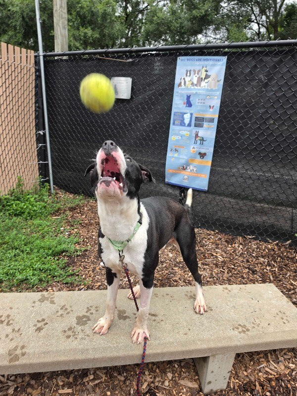 View Pepe the Dog Photo #4