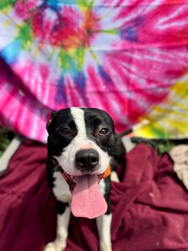 View Pepe the Dog Photo #2
