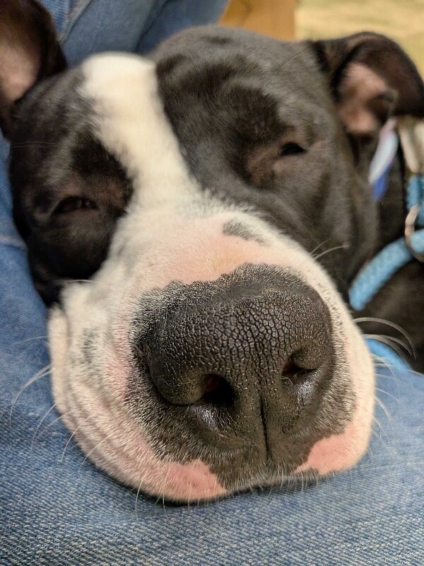 View Pepe the Dog Photo #4