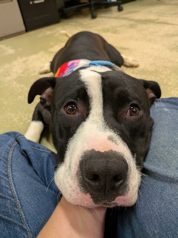 View Pepe the Dog Photo #3