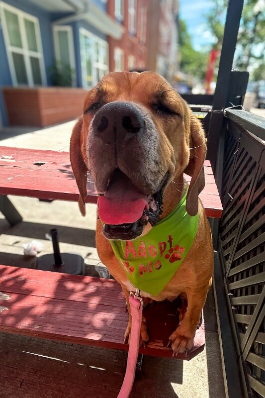 Learn More About Jasmine Jasmine - Dog