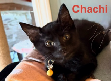 Choco Chachi