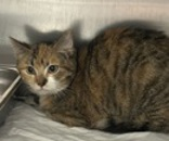 Marnie - Cat