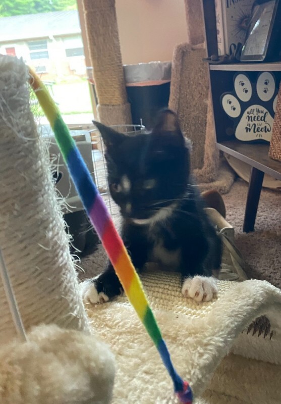 View Tudor the Cat Photo #3