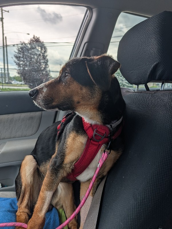 View Donatello the Dog Photo #12