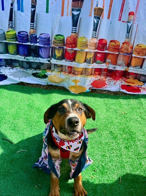 View Donatello the Dog Photo #8