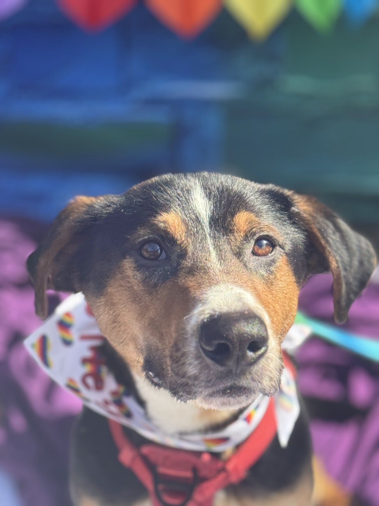 View Donatello the Dog Photo #4