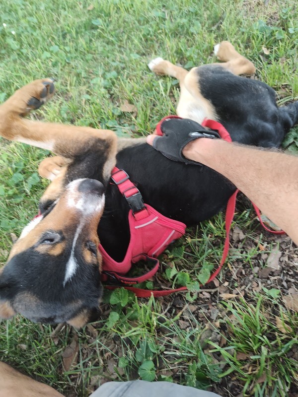 View Donatello the Dog Photo #10