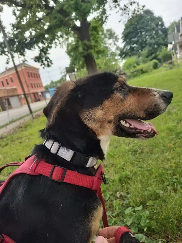 View Donatello the Dog Photo #9