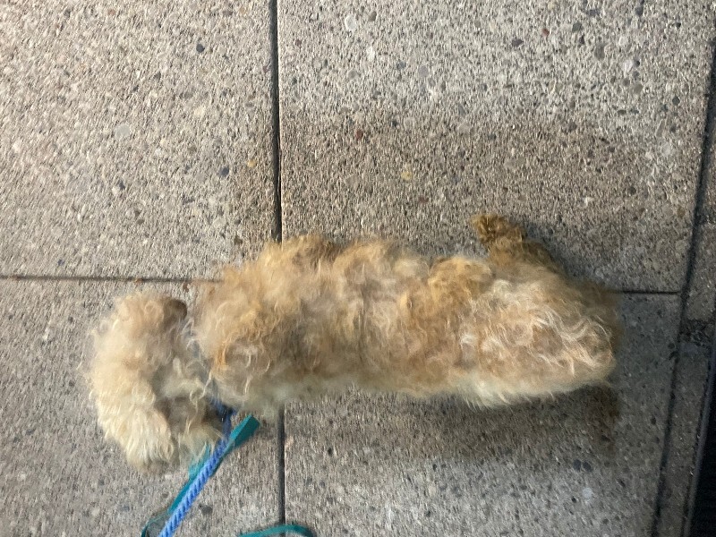 View Mazda the Dog Photo #4