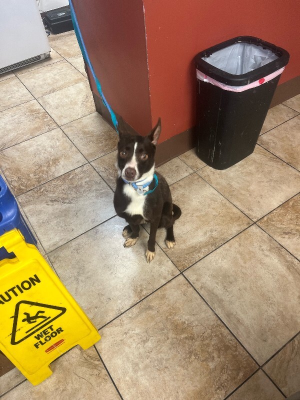 Learn More About Layna Layna - Dog