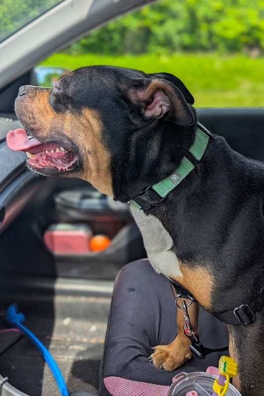 View Ace the Dog Photo #4