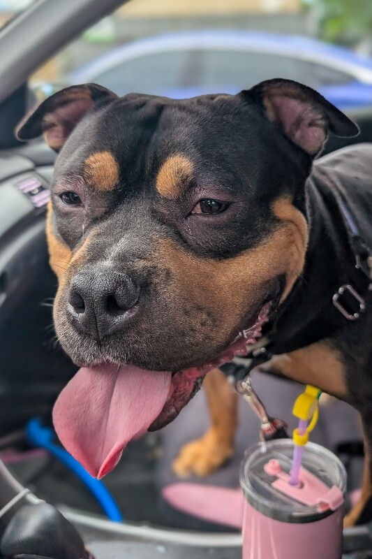 View Ace the Dog Photo #2