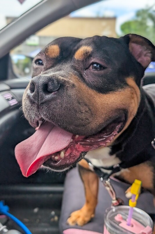 View Ace the Dog Photo #3