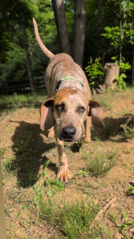 Learn More About Dolly Dolly - Dog