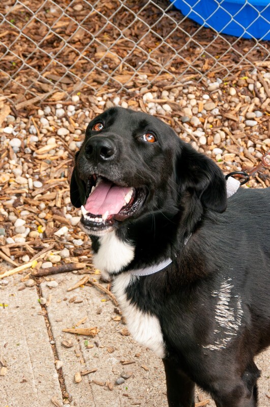 View Waller the Dog Photo #3