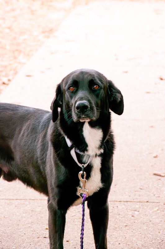 View Waller the Dog Photo #3